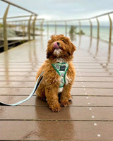 Our Top 5 Puppy Picks
