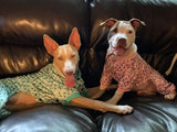 FY Dogs of the World - Lucy - Minnesota, USA