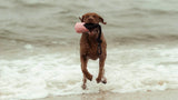 5 Ways to Keep Your Dog Active this Spring