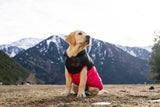 5 Reasons Why Your Dog Should Wear Clothes When It’s Cold