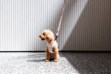 Train Your Dog To Sit In 5 Easy Steps