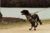 Why Do Dogs Do Zoomies?