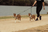 Top 5 Walking Picks