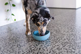 Fun Ways to Keep your Pets Cool this Summer