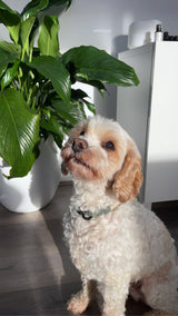Meet Louie - Meet the FY Fam