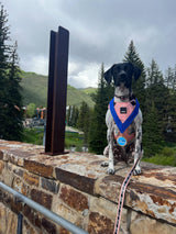 FY Dogs of the World - Beauty - USA
