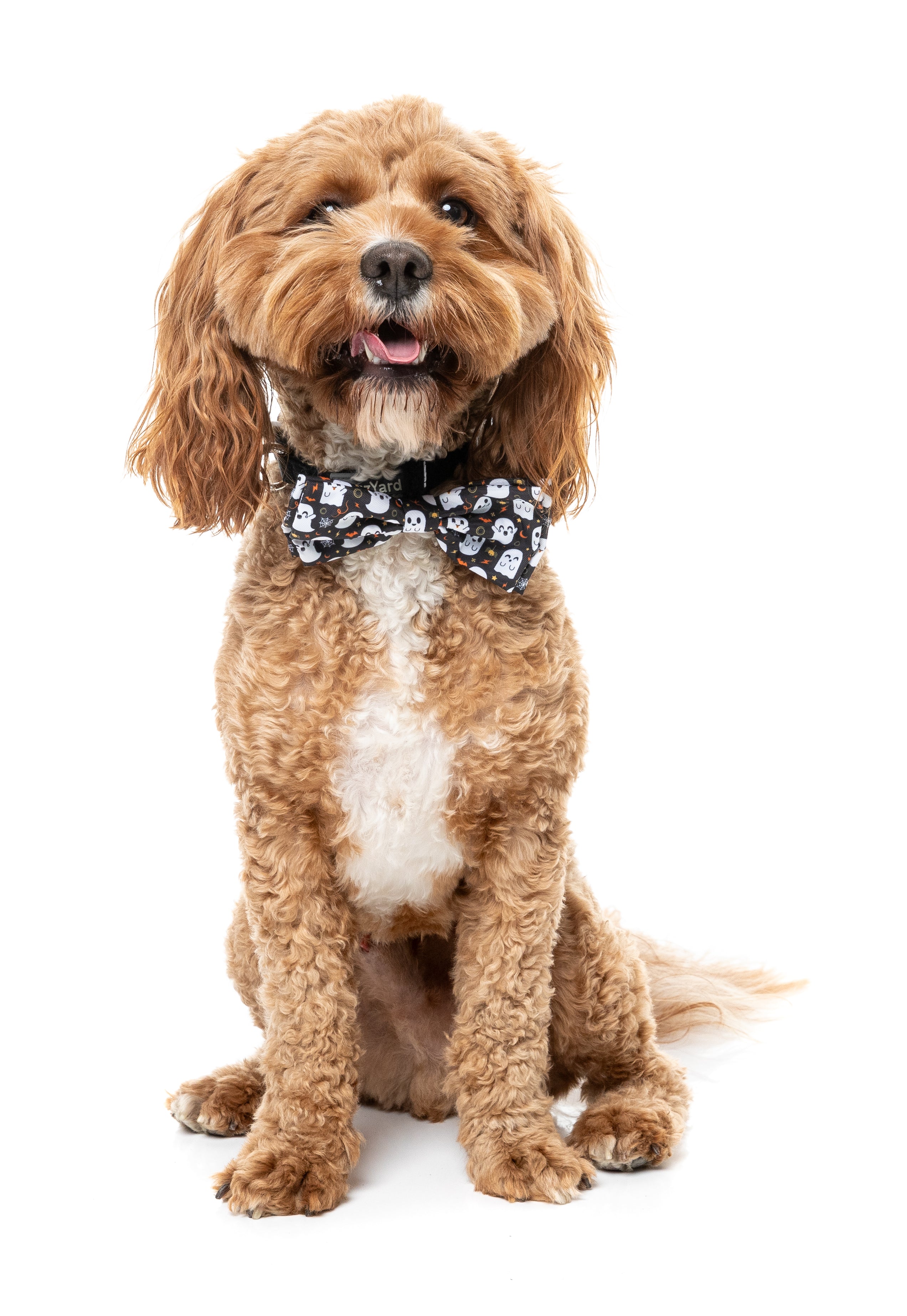Peek-a-boo Bowtie