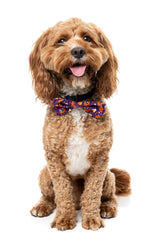 Goofy Gourds Bowtie