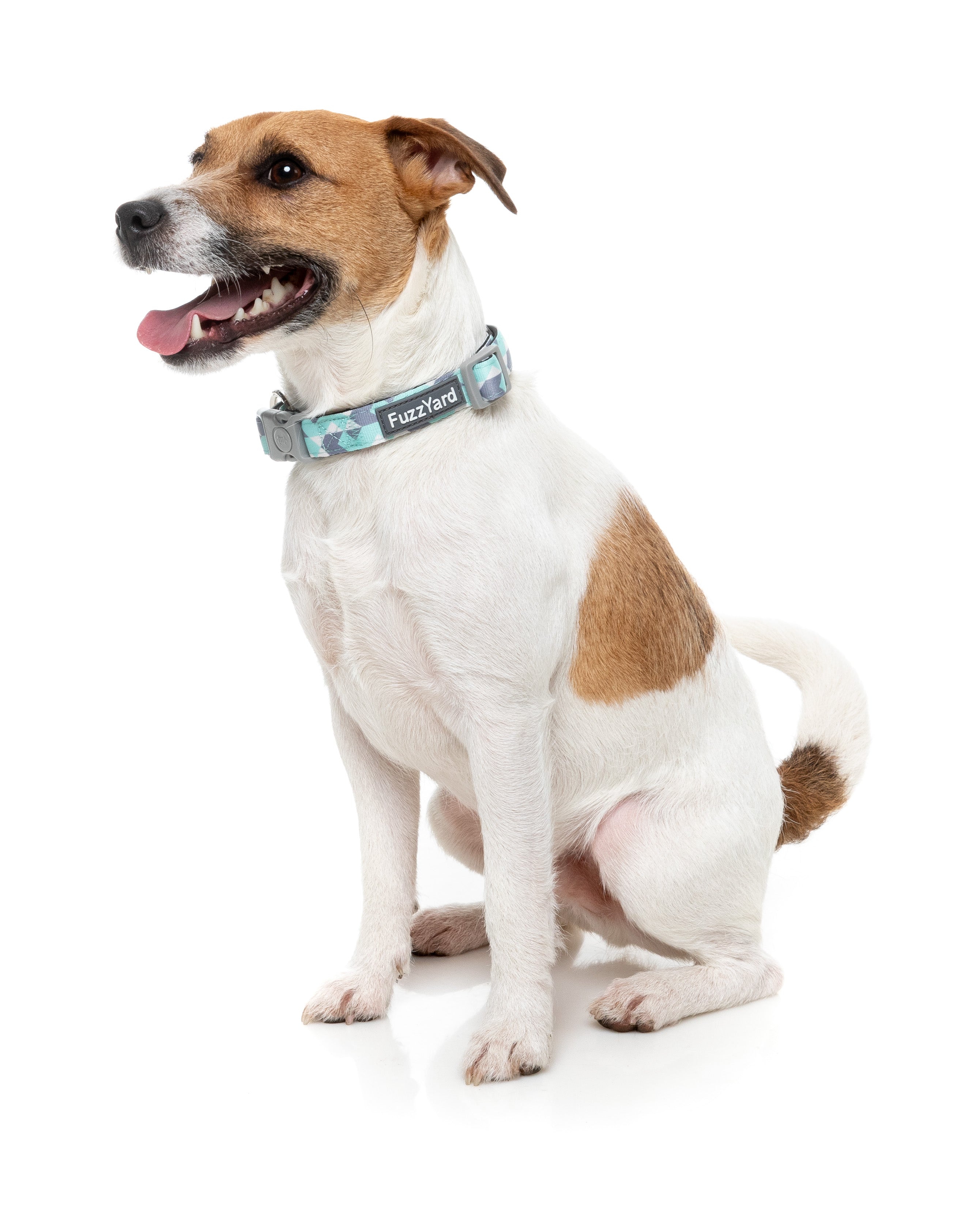 Mint Fizz - Dog Collar