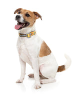 What The Duck - Dog Collar