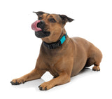 Sugar Rush Collar - Electric Freeze