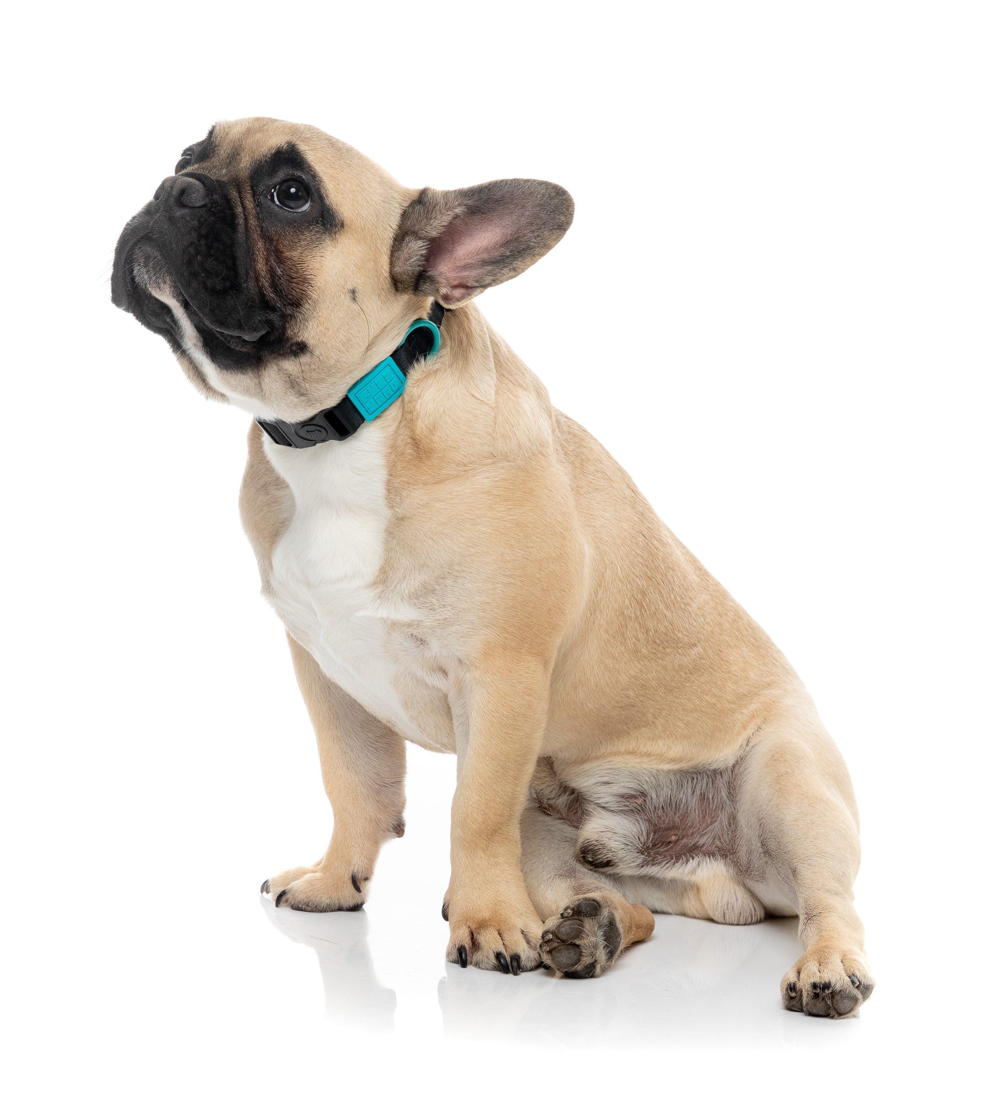 Sugar Rush Collar - Electric Freeze
