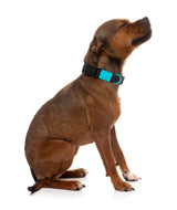 Sugar Rush Collar - Electric Freeze