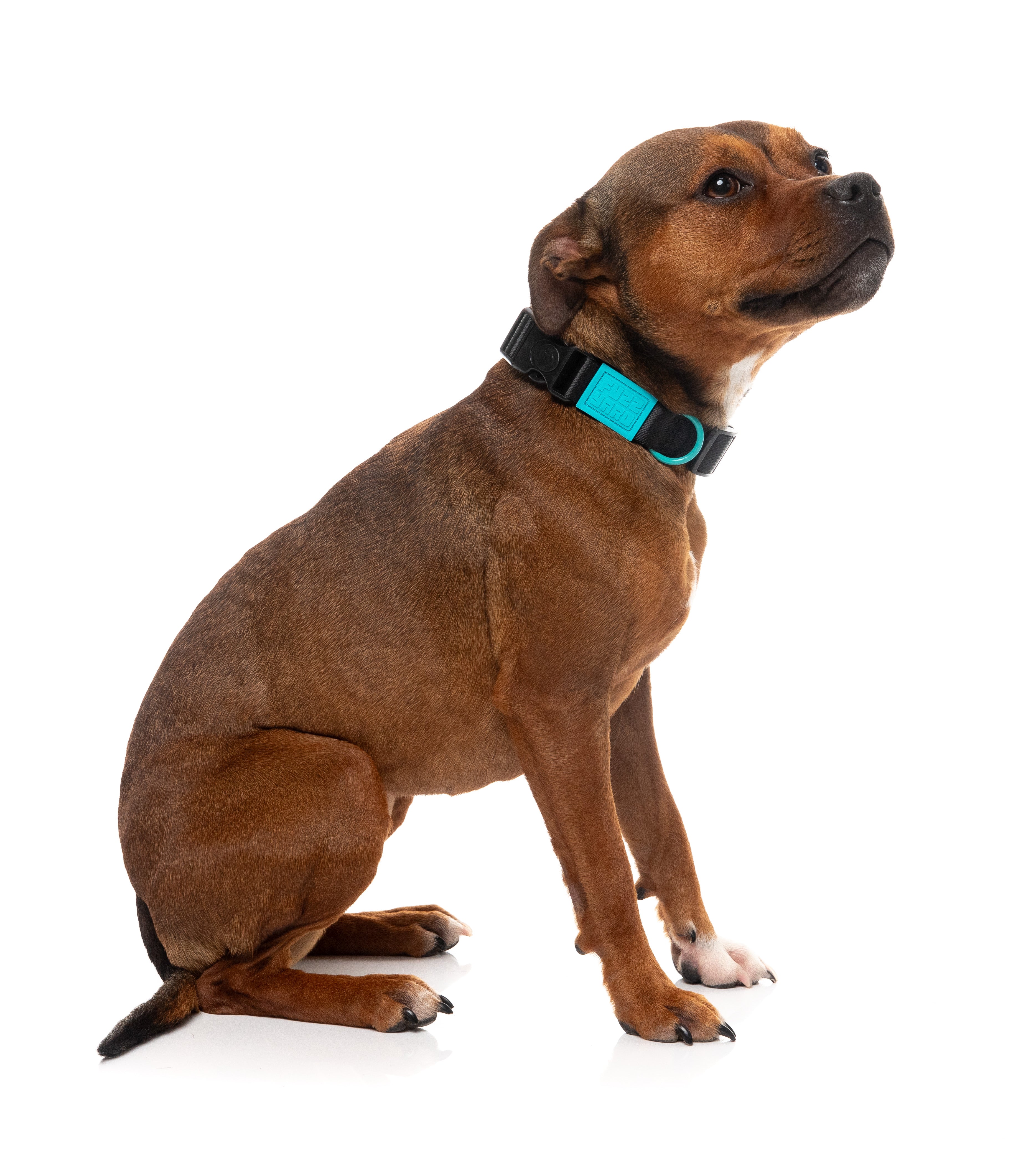 Sugar Rush Collar - Electric Freeze
