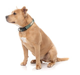 FuzzYard Life Dog Collar - Myrtle Green - Extra Small