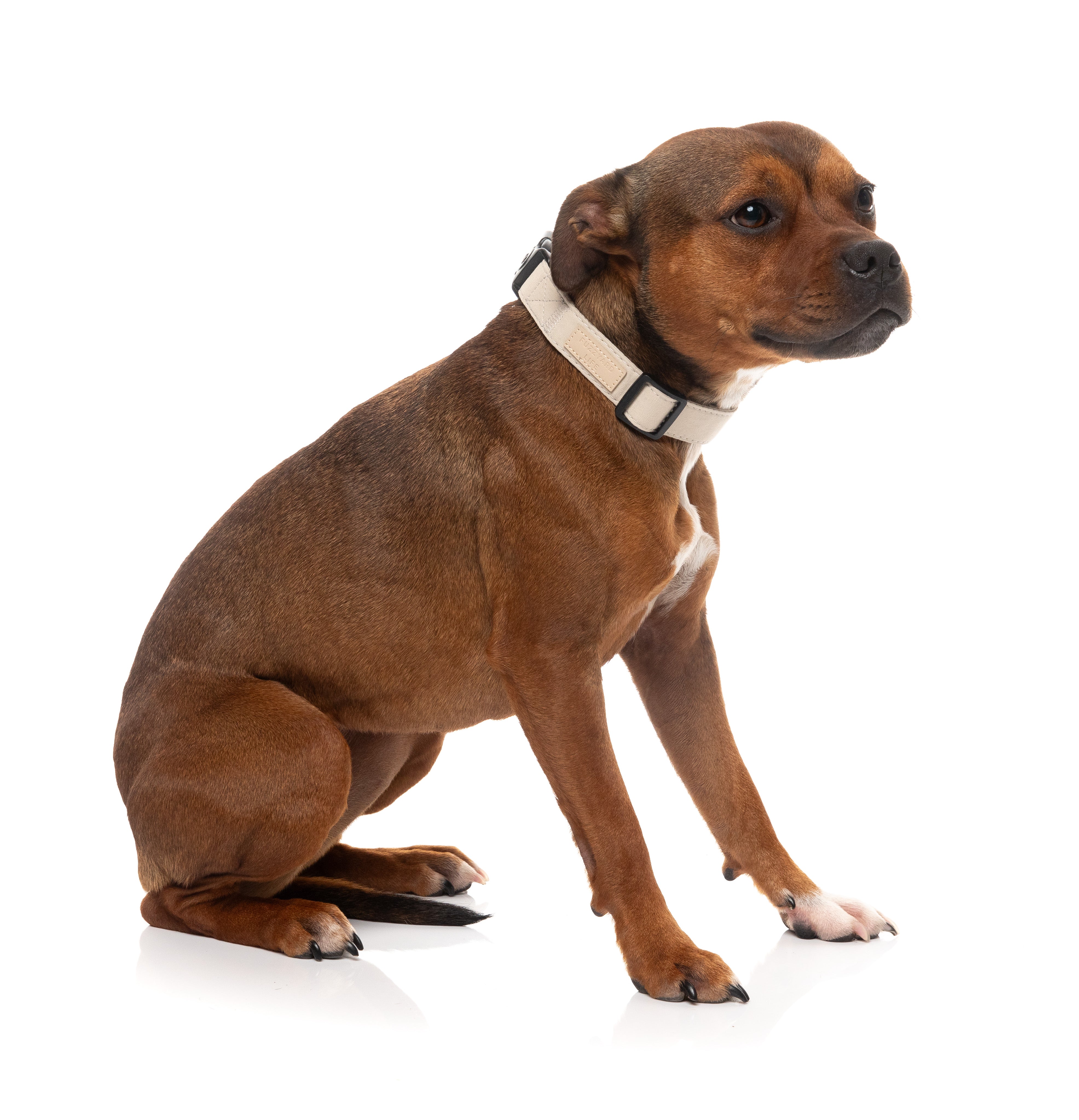 FuzzYard Life Dog Collar - Sandstone