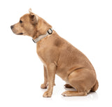 FuzzYard Life Dog Collar - Sandstone