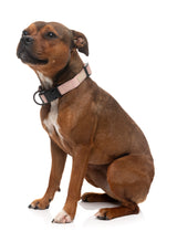 FuzzYard Life Dog Collar - Soft Blush