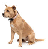 FuzzYard Life Dog Collar - Soft Blush