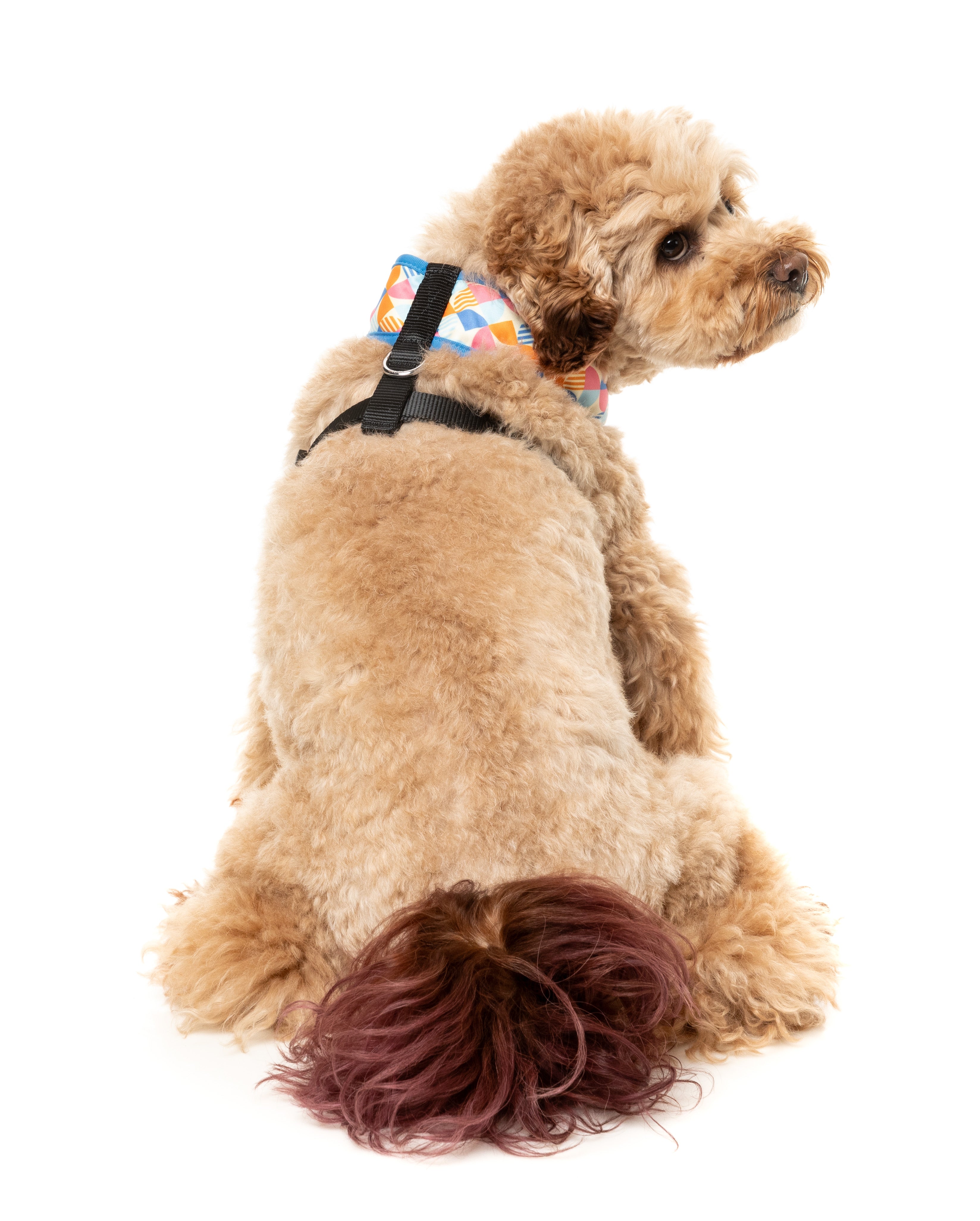Fresh Zest - Dog Harness