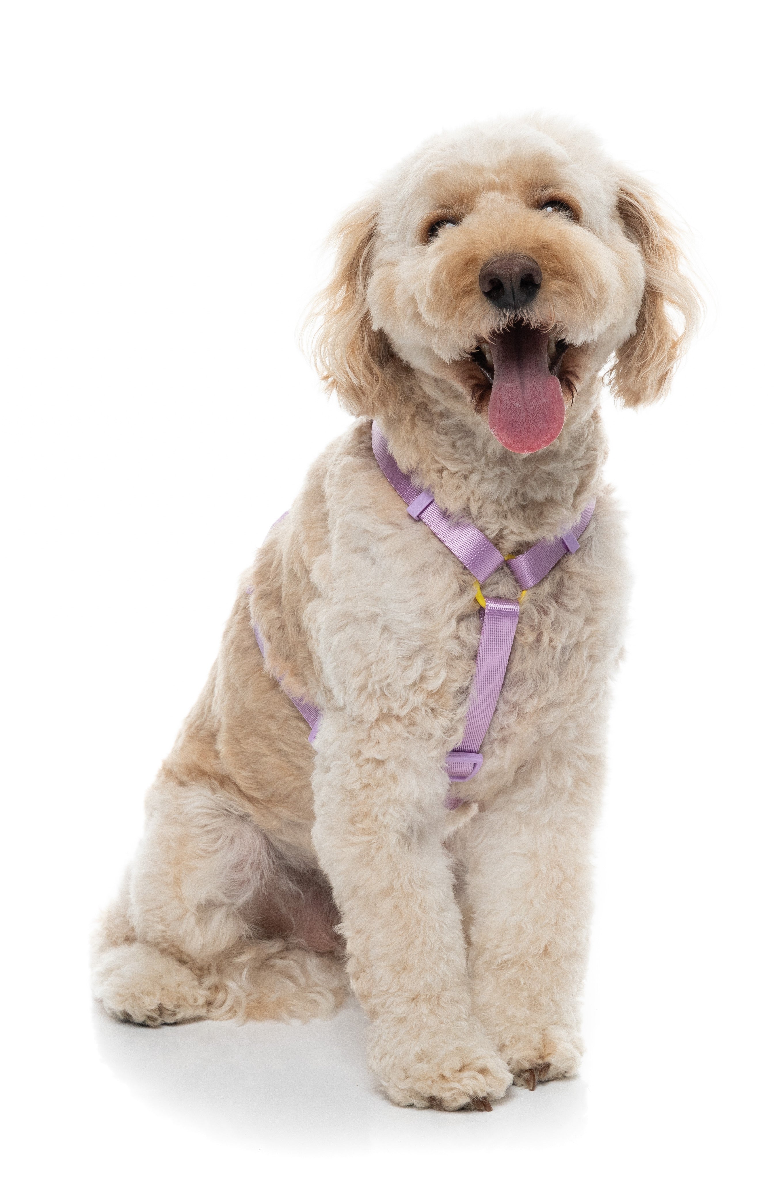 Sugar Rush H Harness - Sherbet Pop