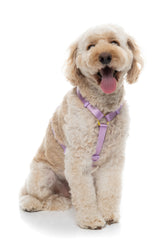 Sugar Rush H Harness - Sherbet Pop