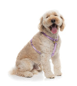Sugar Rush H Harness - Sherbet Pop