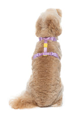 Sugar Rush H Harness - Sherbet Pop