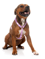 Sugar Rush H Harness - Sherbet Pop