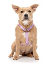 Sugar Rush H Harness - Sherbet Pop