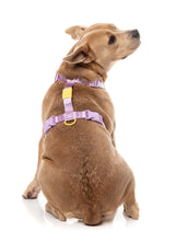 Sugar Rush H Harness - Sherbet Pop