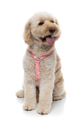 Sugar Rush H Harness - Bubblegum Bliss