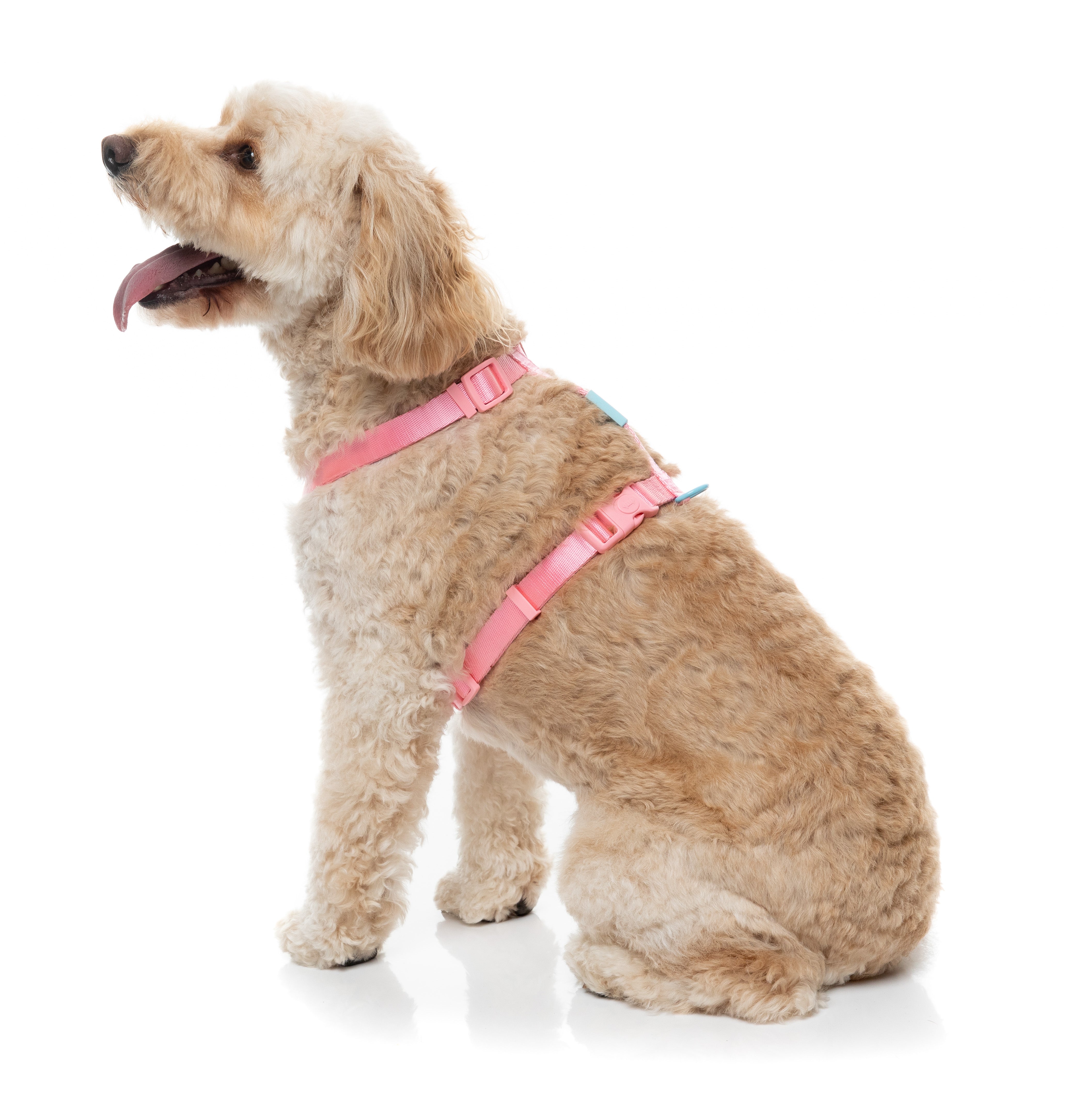 Sugar Rush H Harness - Bubblegum Bliss