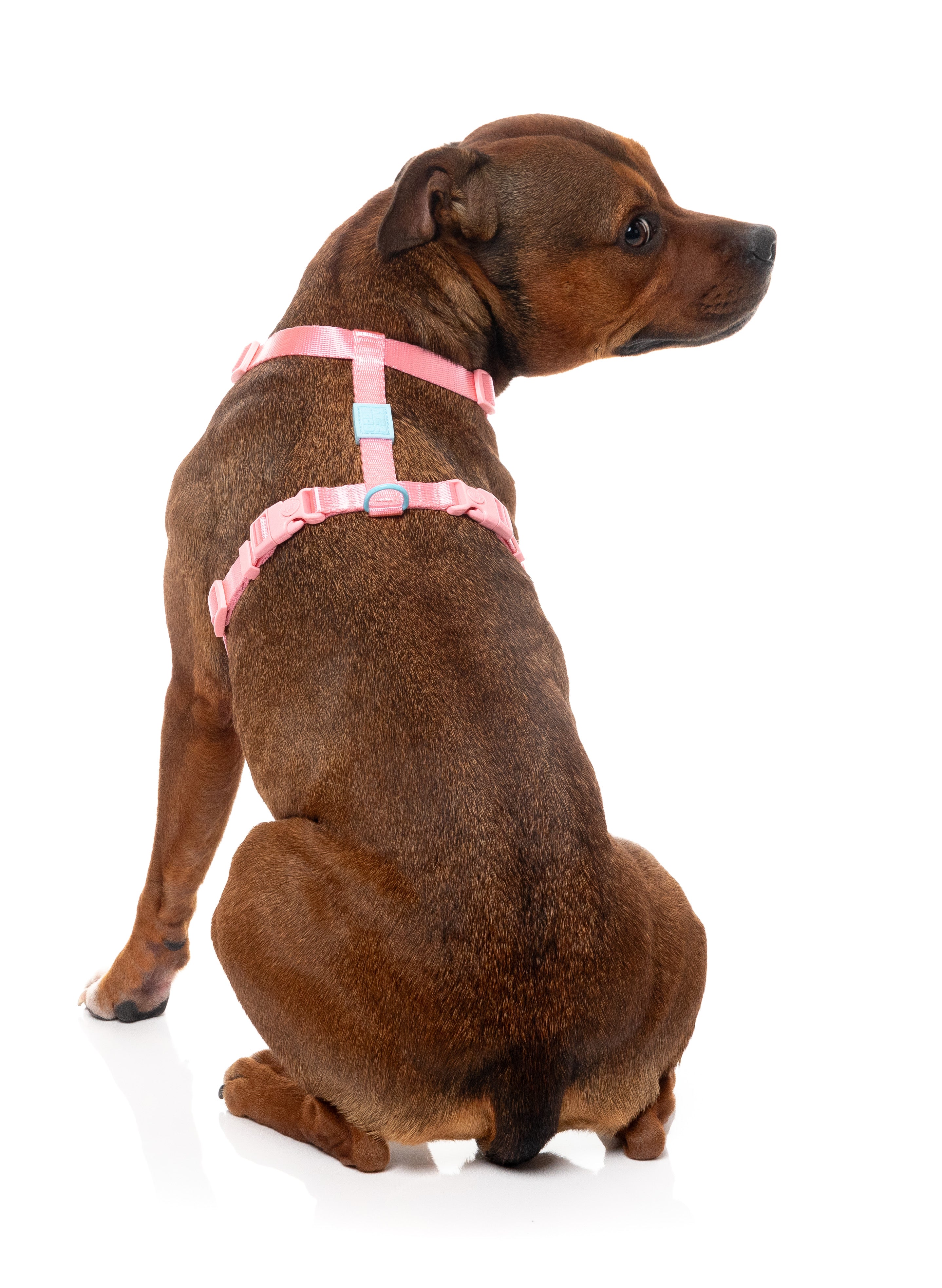 Sugar Rush H Harness - Bubblegum Bliss