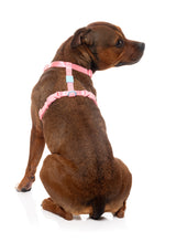 Sugar Rush H Harness - Bubblegum Bliss