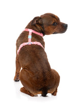 Sugar Rush H Harness - Bubblegum Bliss