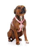 Sugar Rush H Harness - Bubblegum Bliss