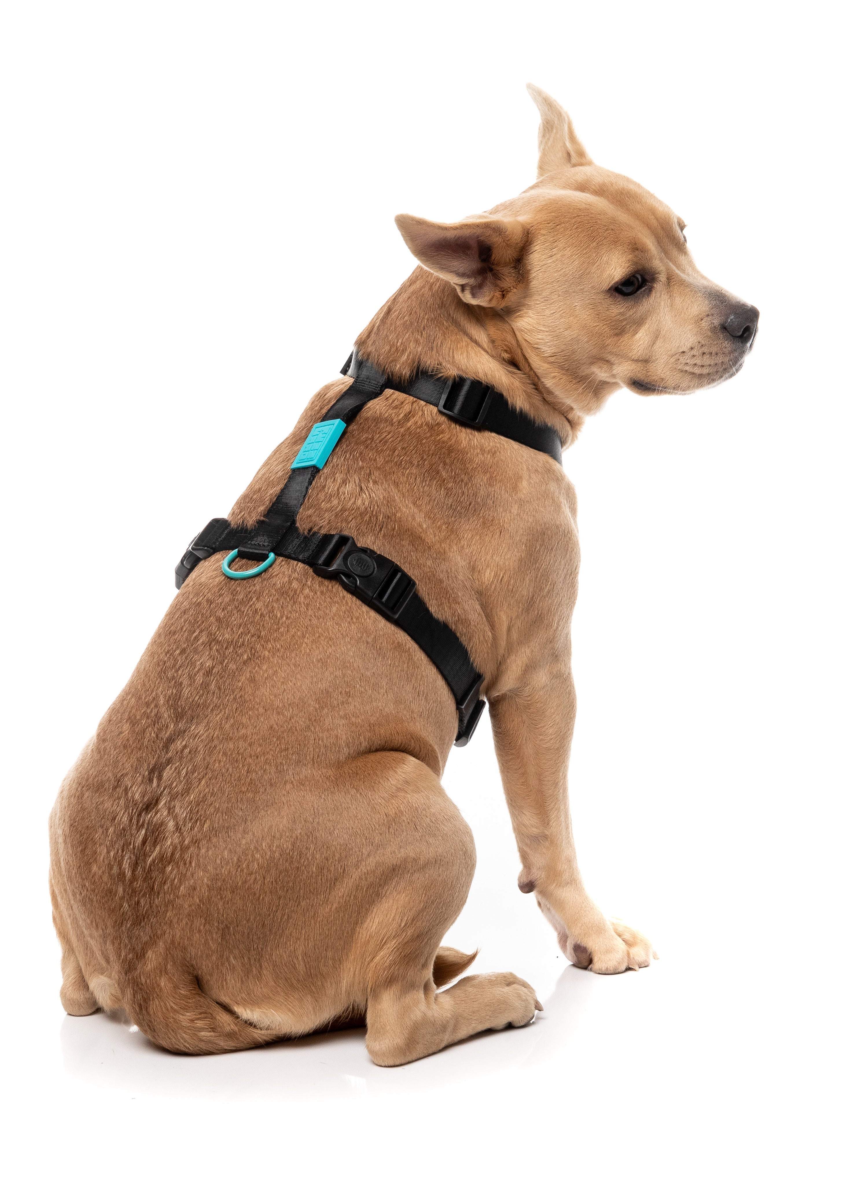 Sugar Rush H Harness - Electric Freeze