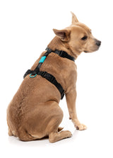 Sugar Rush H Harness - Electric Freeze