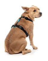 Sugar Rush H Harness - Electric Freeze