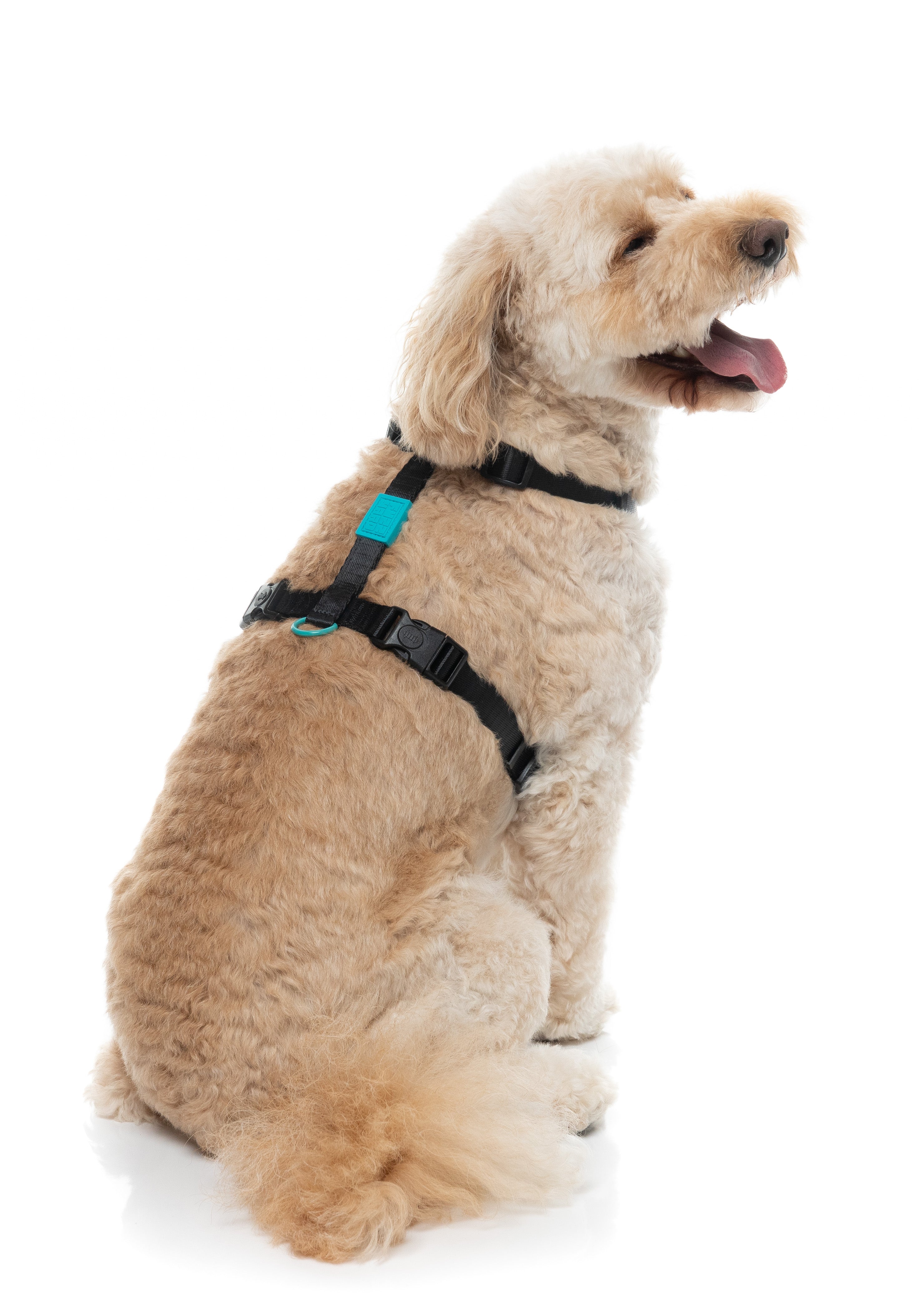 Sugar Rush H Harness - Electric Freeze