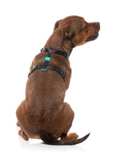 Sugar Rush H Harness - Electric Freeze