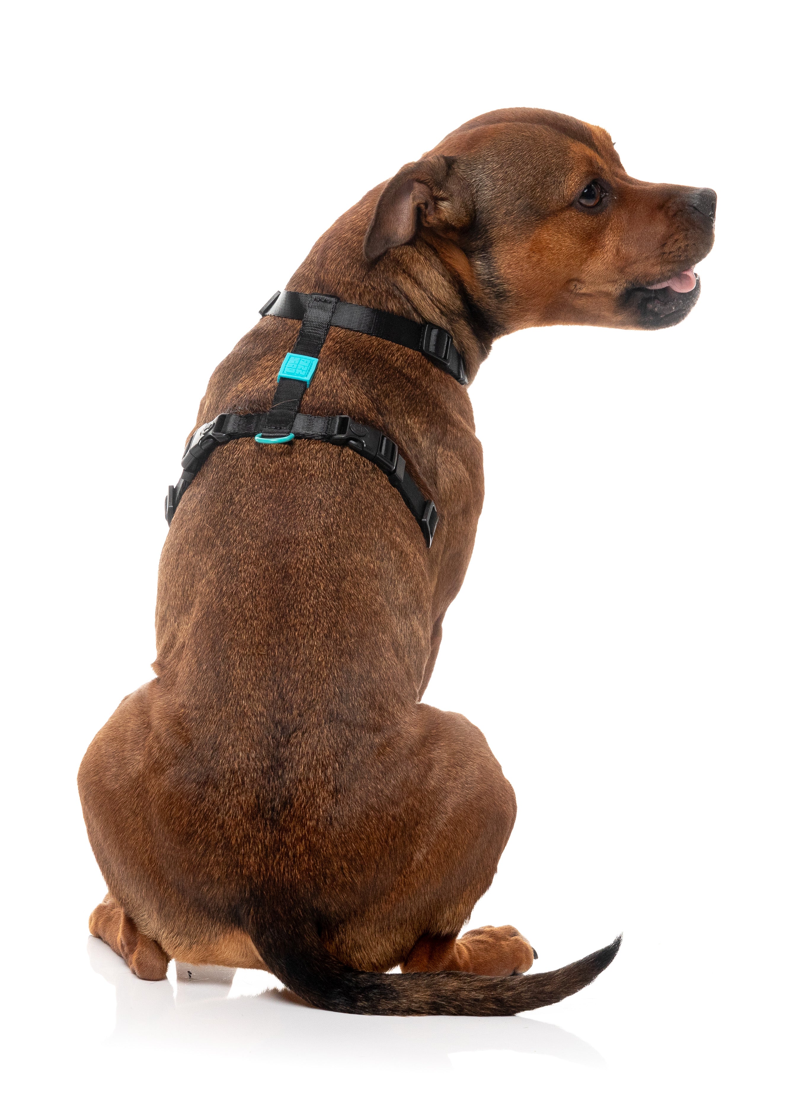 Sugar Rush H Harness - Electric Freeze