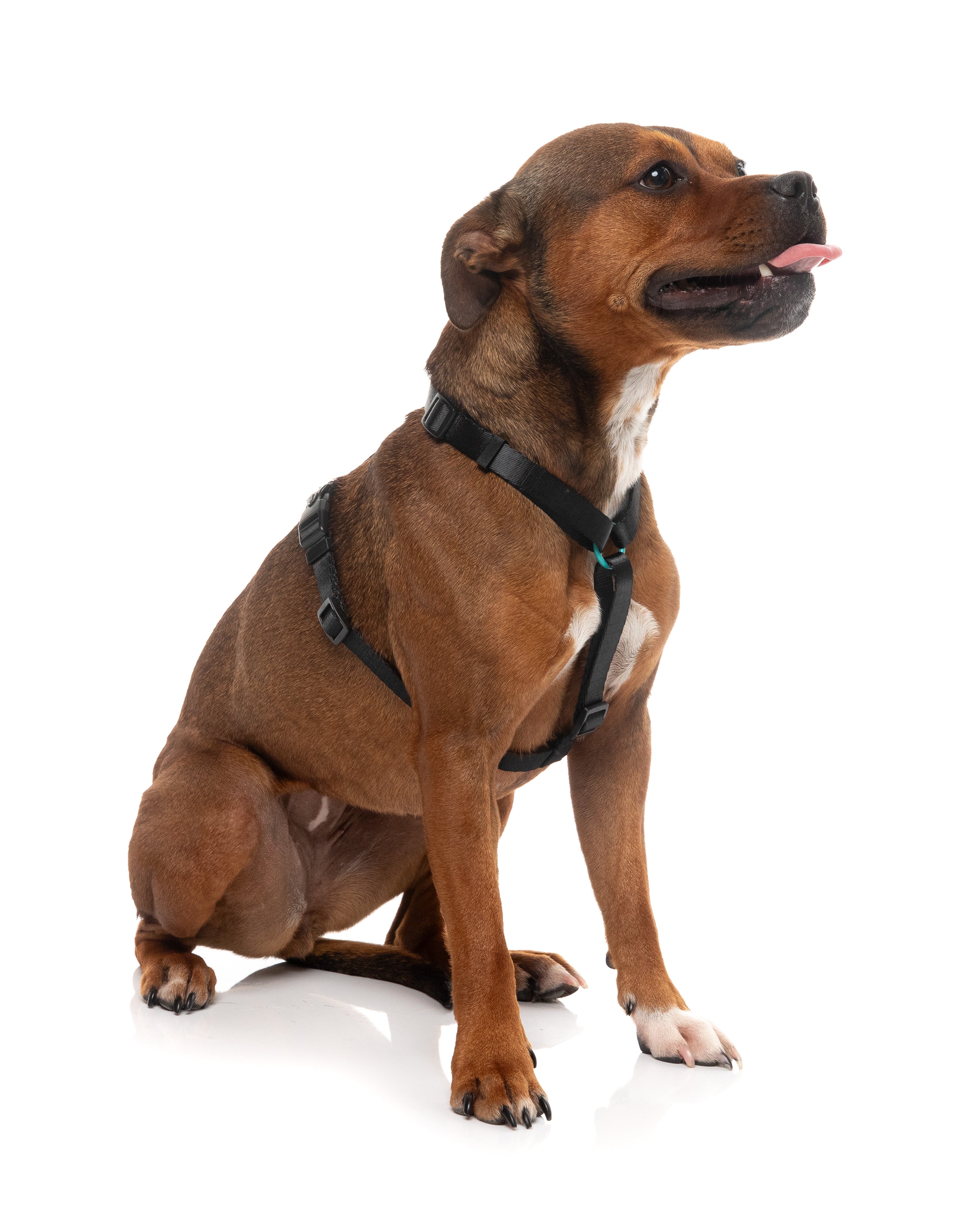 Sugar Rush H Harness - Electric Freeze