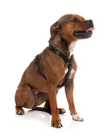 Sugar Rush H Harness - Electric Freeze