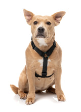 Sugar Rush H Harness - Electric Freeze
