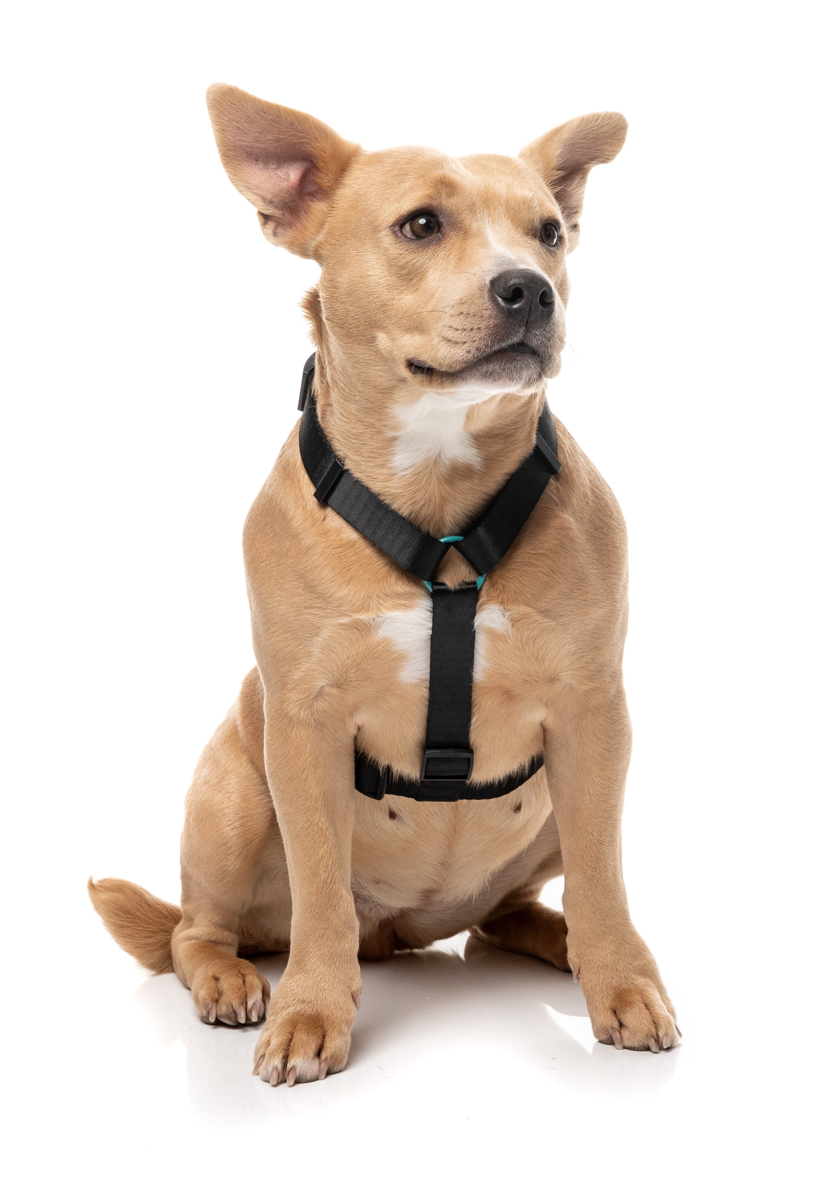 Sugar Rush H Harness - Electric Freeze