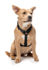 Sugar Rush H Harness - Electric Freeze