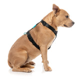 Sugar Rush H Harness - Electric Freeze