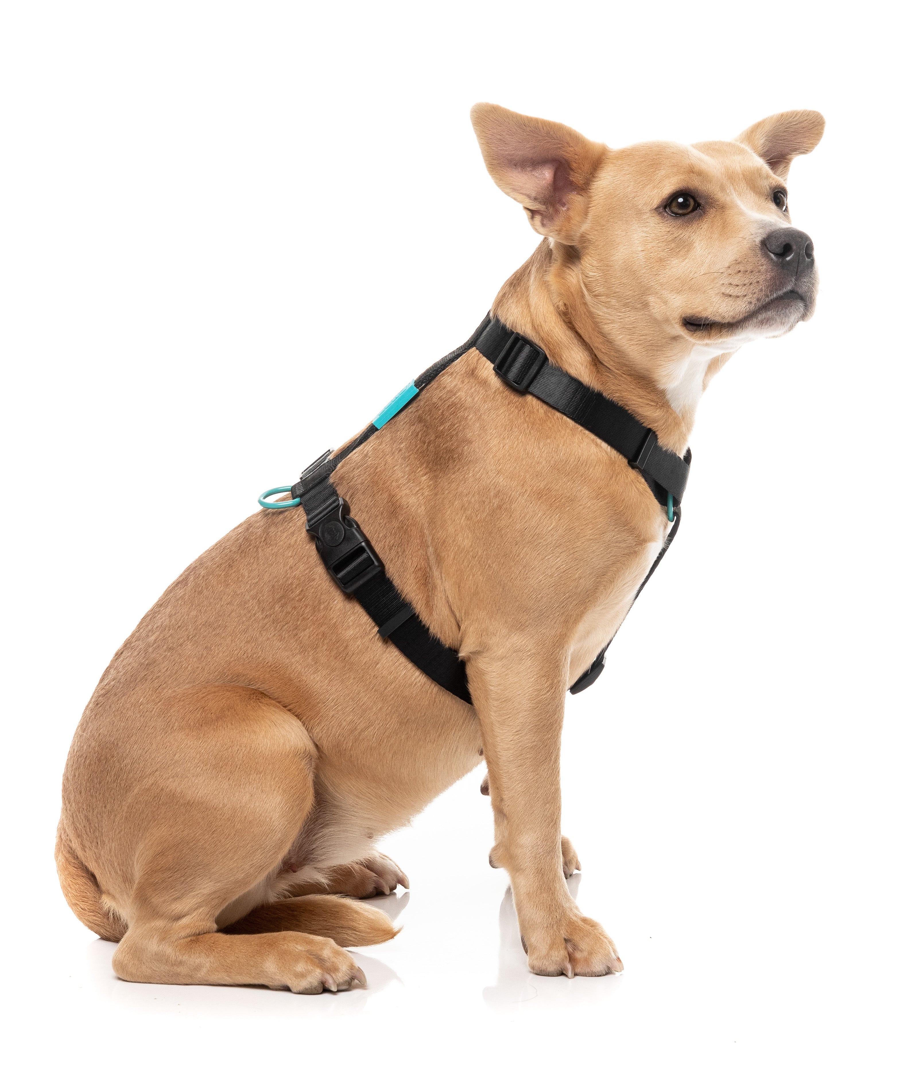 Sugar Rush H Harness - Electric Freeze